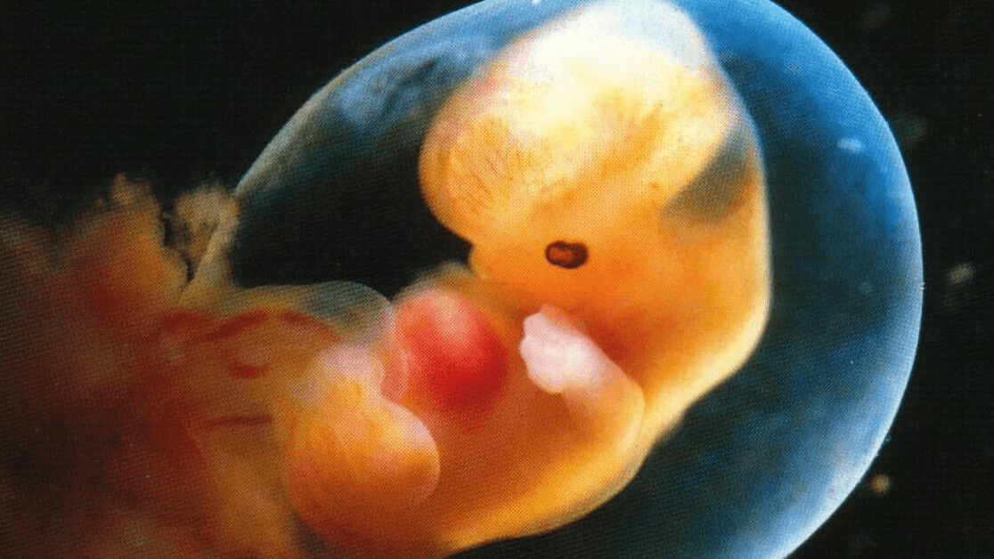 China’s failed ‘baby gene’ experiment proves we’re not ready to edit human embryos