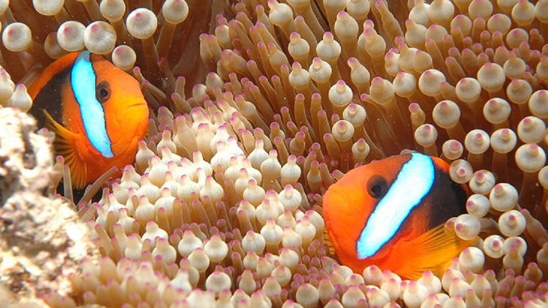 Scientists lured fish back to The Great Barrier Reef by making it sound alive