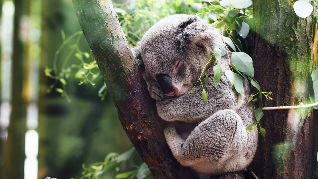 Animals use some wild tricks to survive bushfires