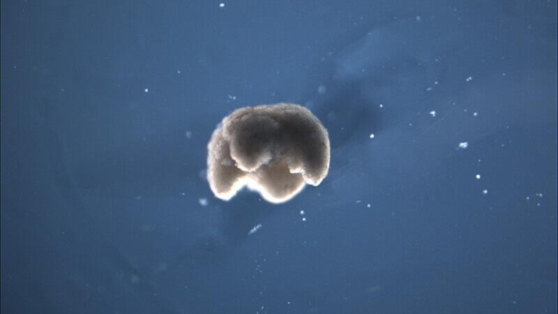 Scientists used stem cells to create a new life-form: Organic robots