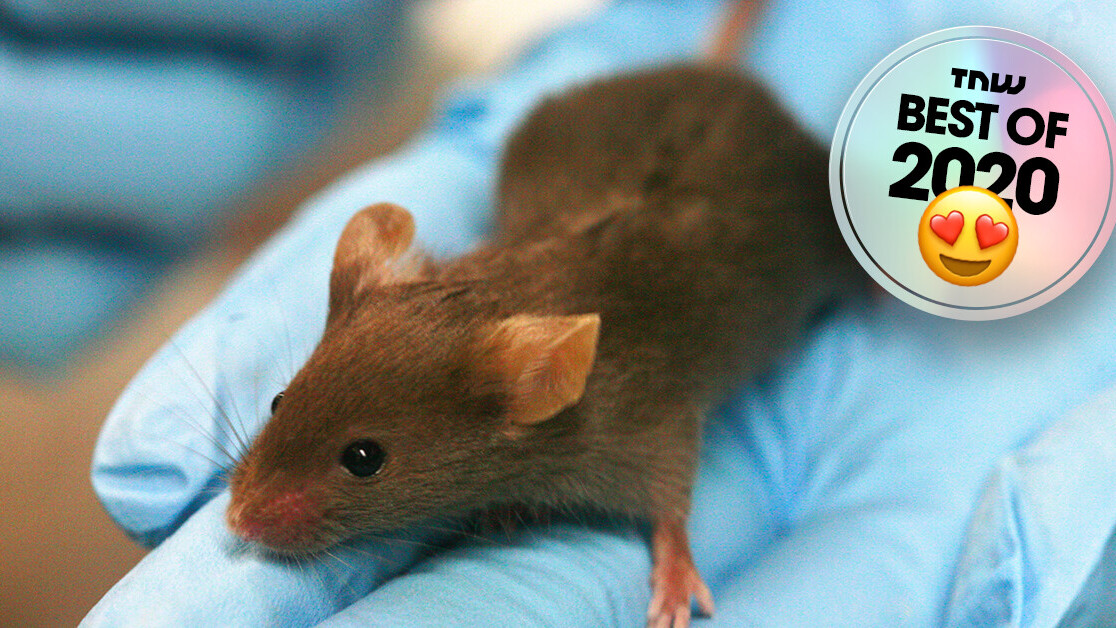 Researchers found a cure for diabetes (in lab mice)