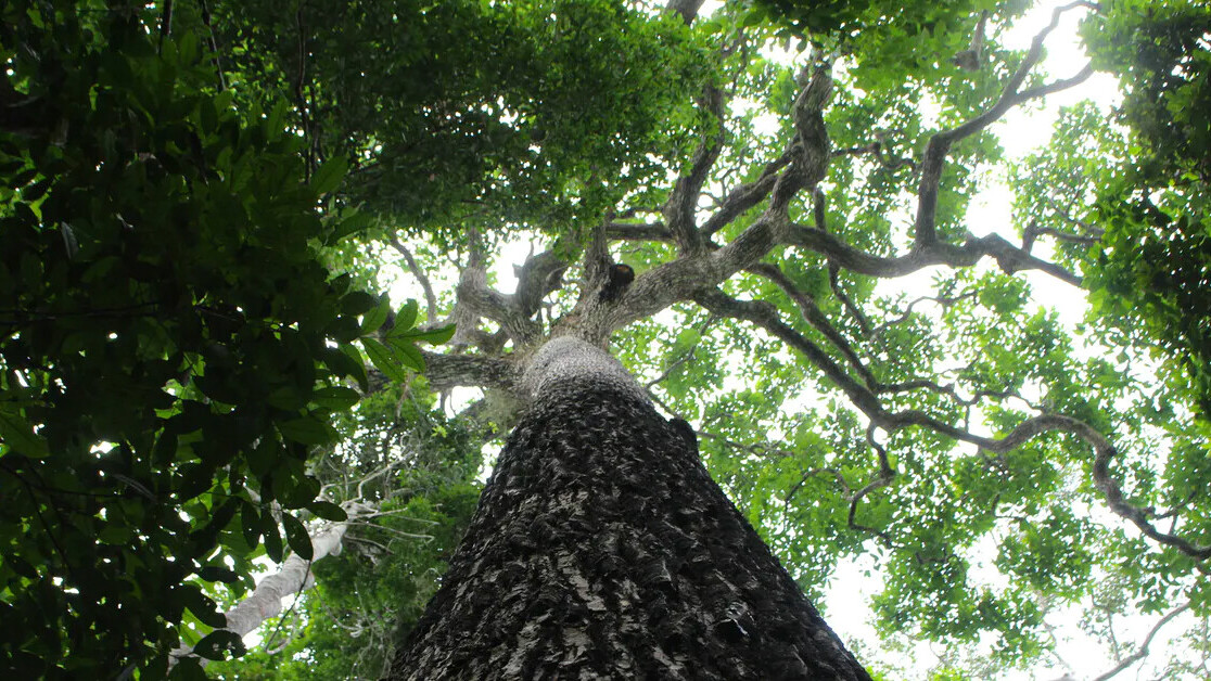 Amazon trees are actually organic time capsules for human history