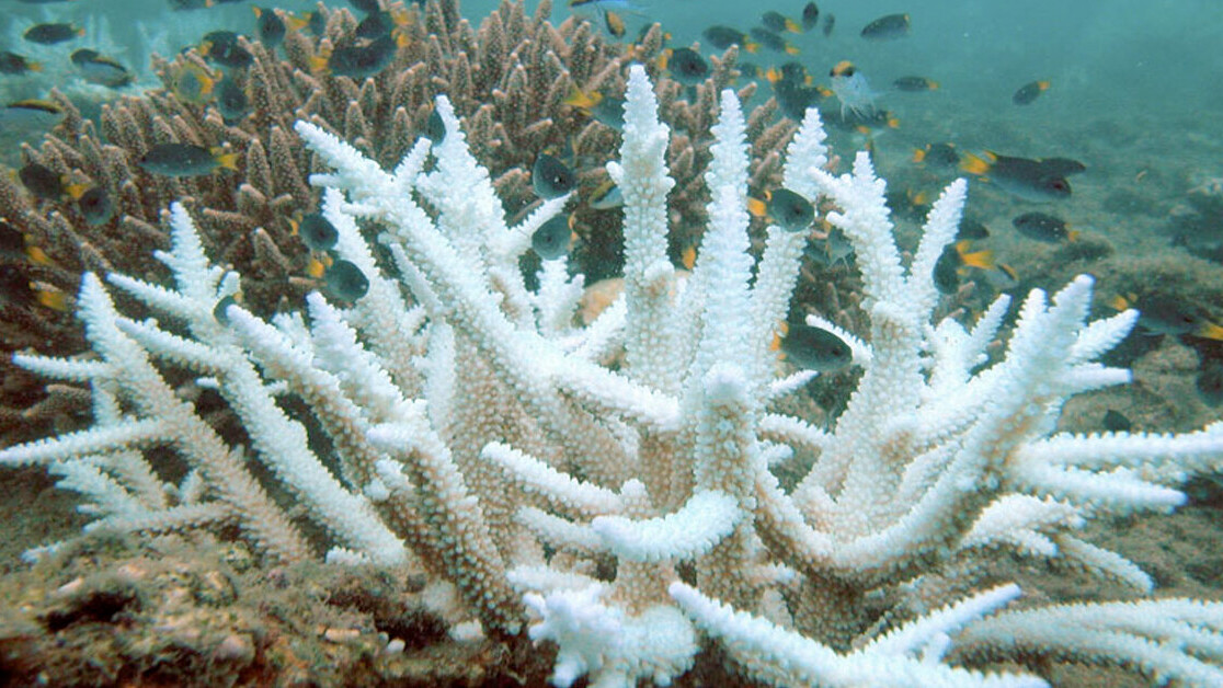 Coral sex: How lab reproduction could restore wild reefs