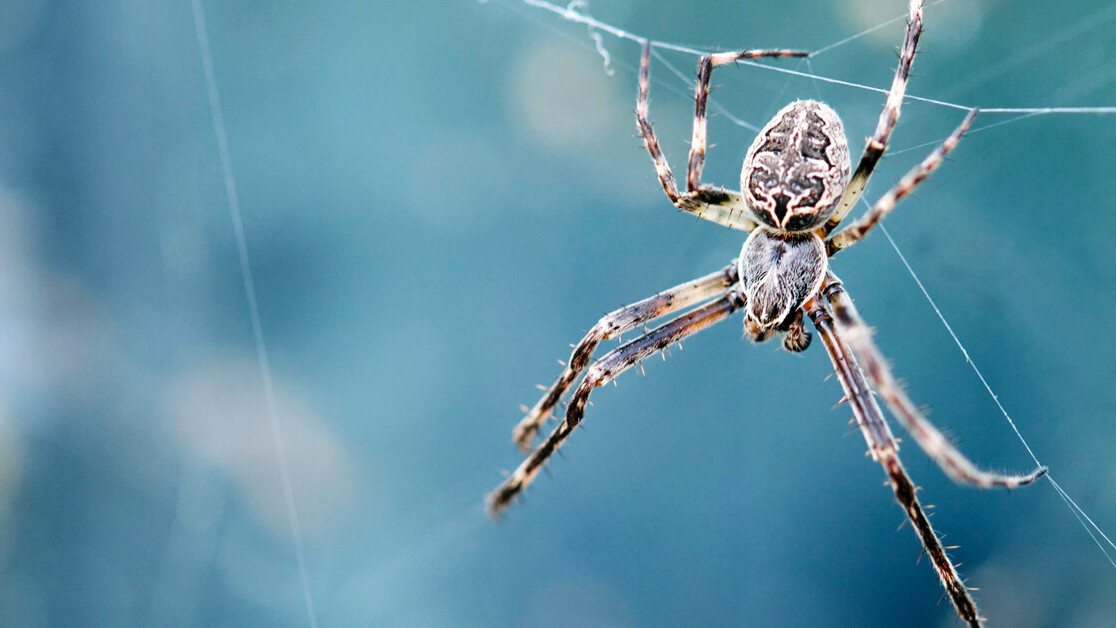 Spider legs build webs without the brain’s help — and could inspire robot limbs