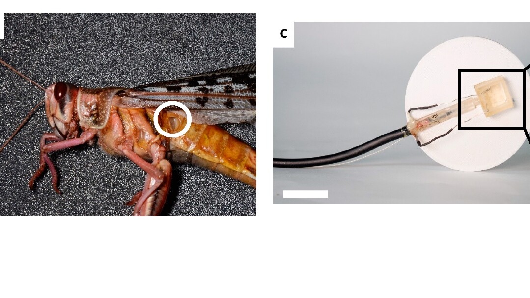 Necromancy: Scientists built a robot that can hear through a dead locust’s ear