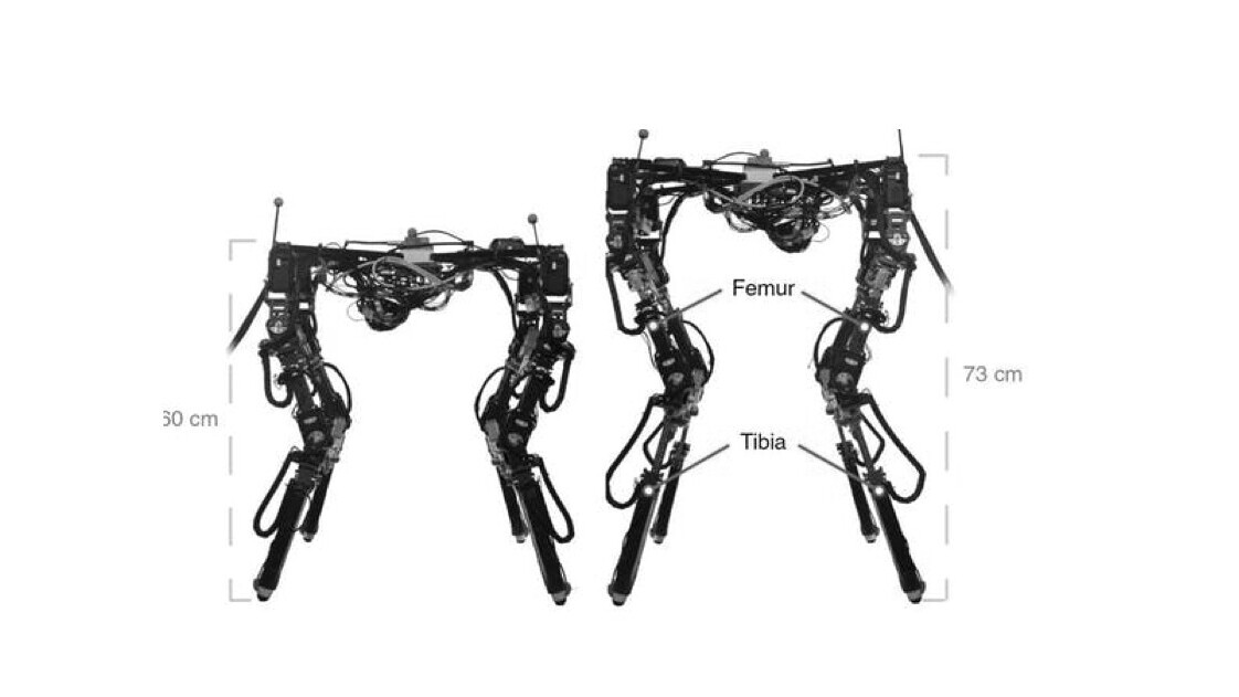 This shape-shifting robot adjusts its body to walk across all kinds of terrain