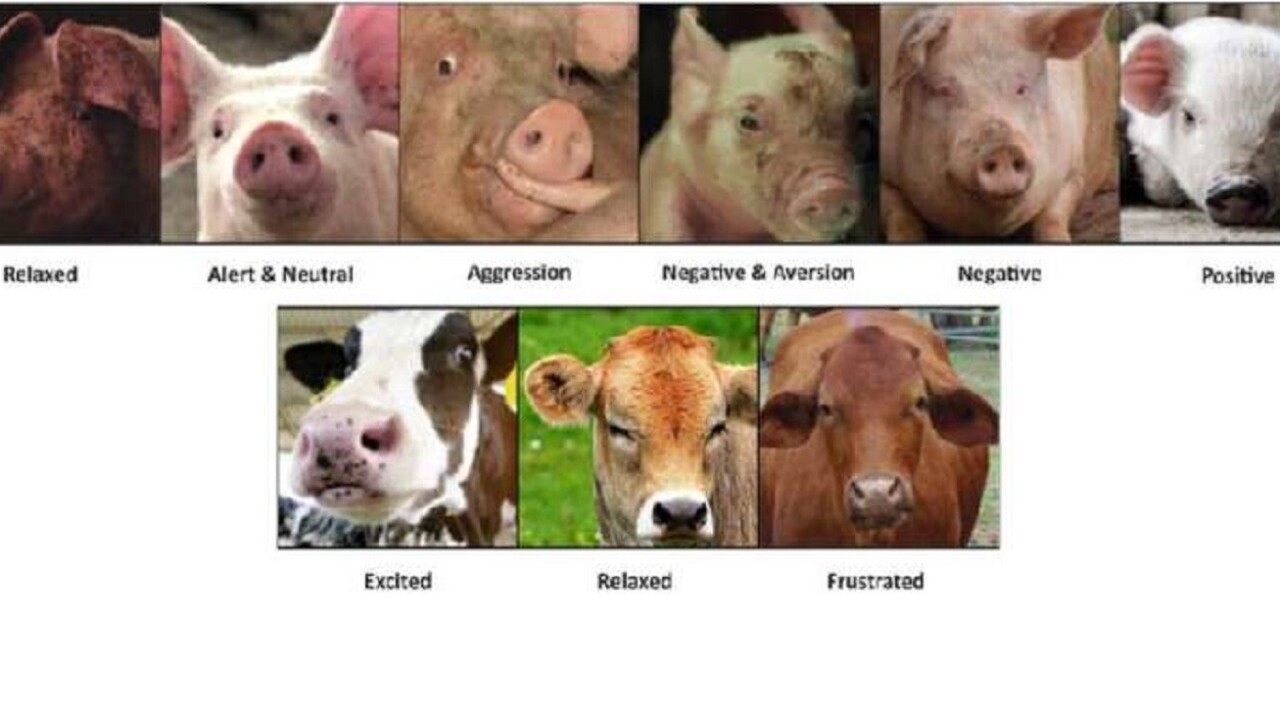 A scientist created emotion recognition AI for animals