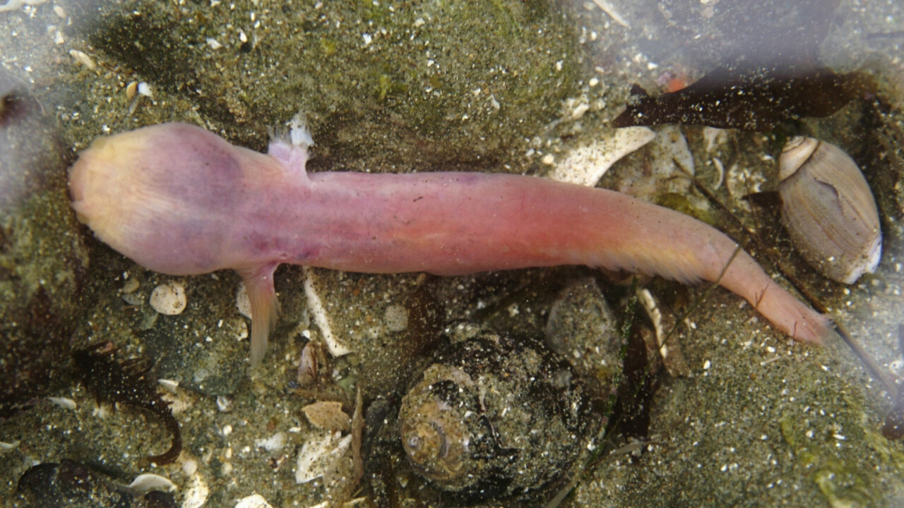 Supple fishbot survives jaunt to the deepest part of the ocean