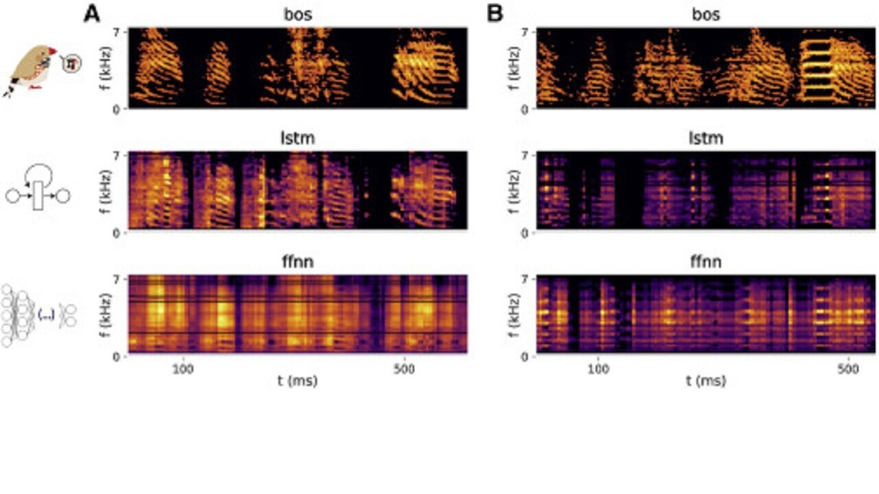 Researchers created a brain interface that can sing what a bird’s thinking