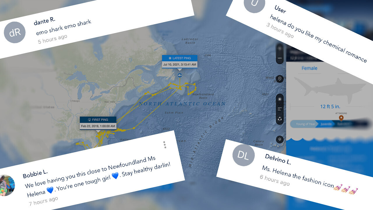 The internet’s best comment section is on a shark tracker app