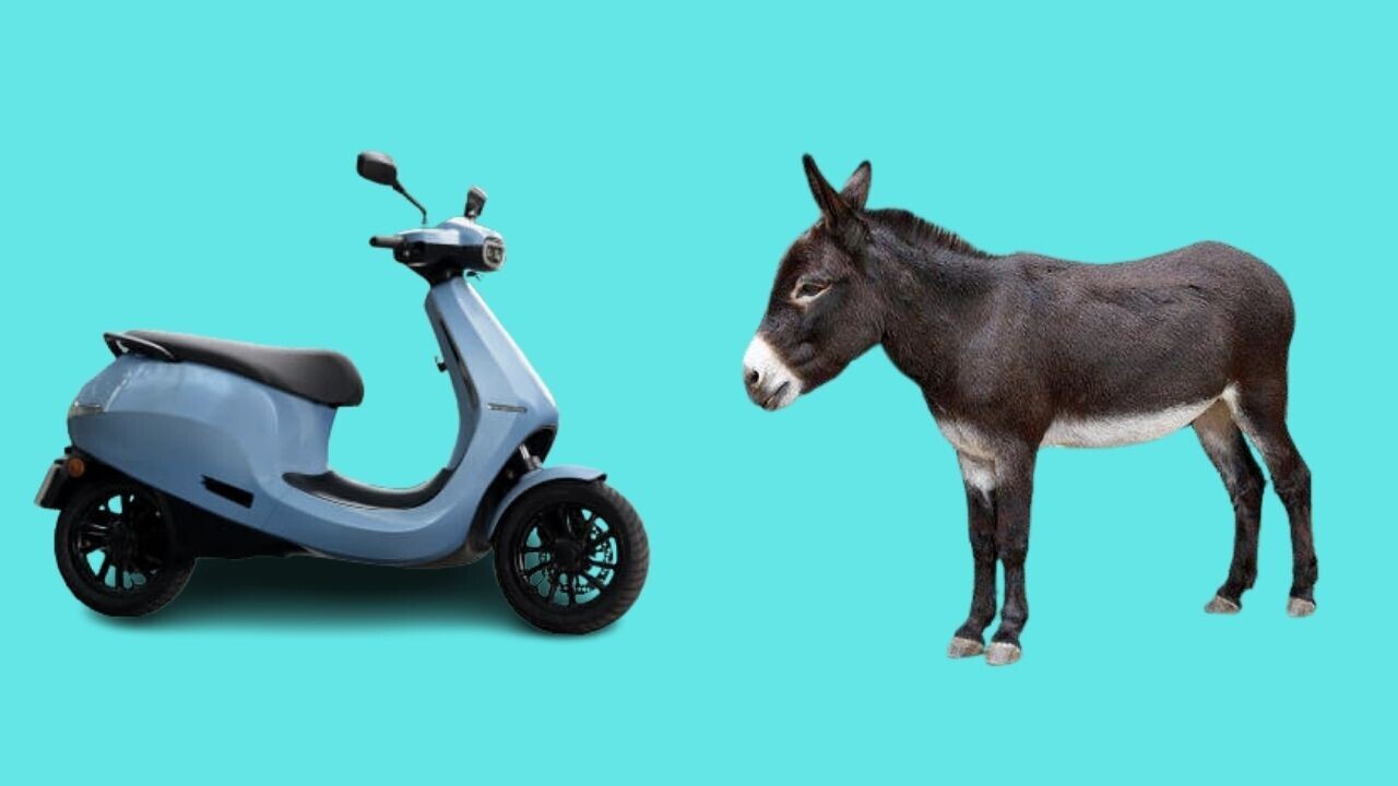 Pray for the man who paraded an Ola scooter through town with a donkey