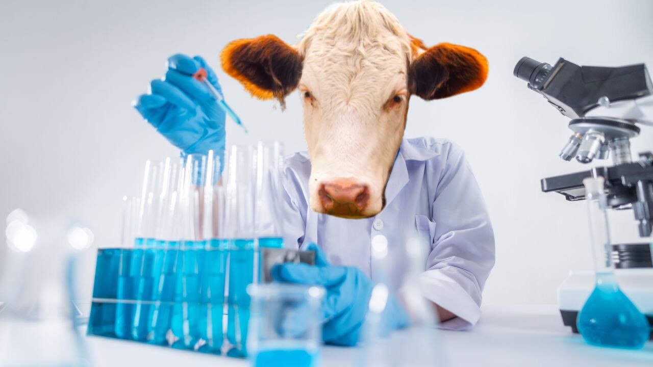 The Dutch are world leaders in lab-grown meat. How come they can’t eat it?