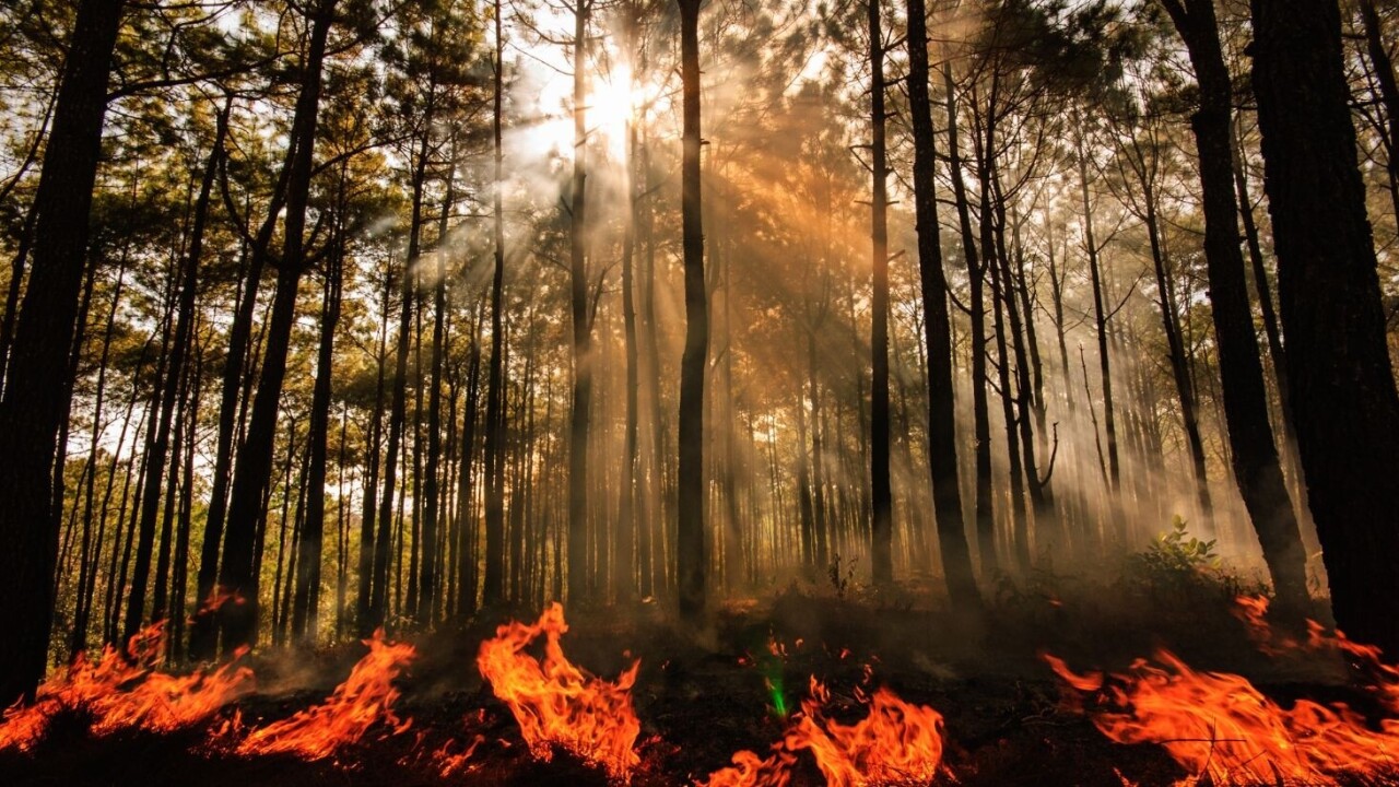 AI sensors in the forest can smell a wildfire before it spreads