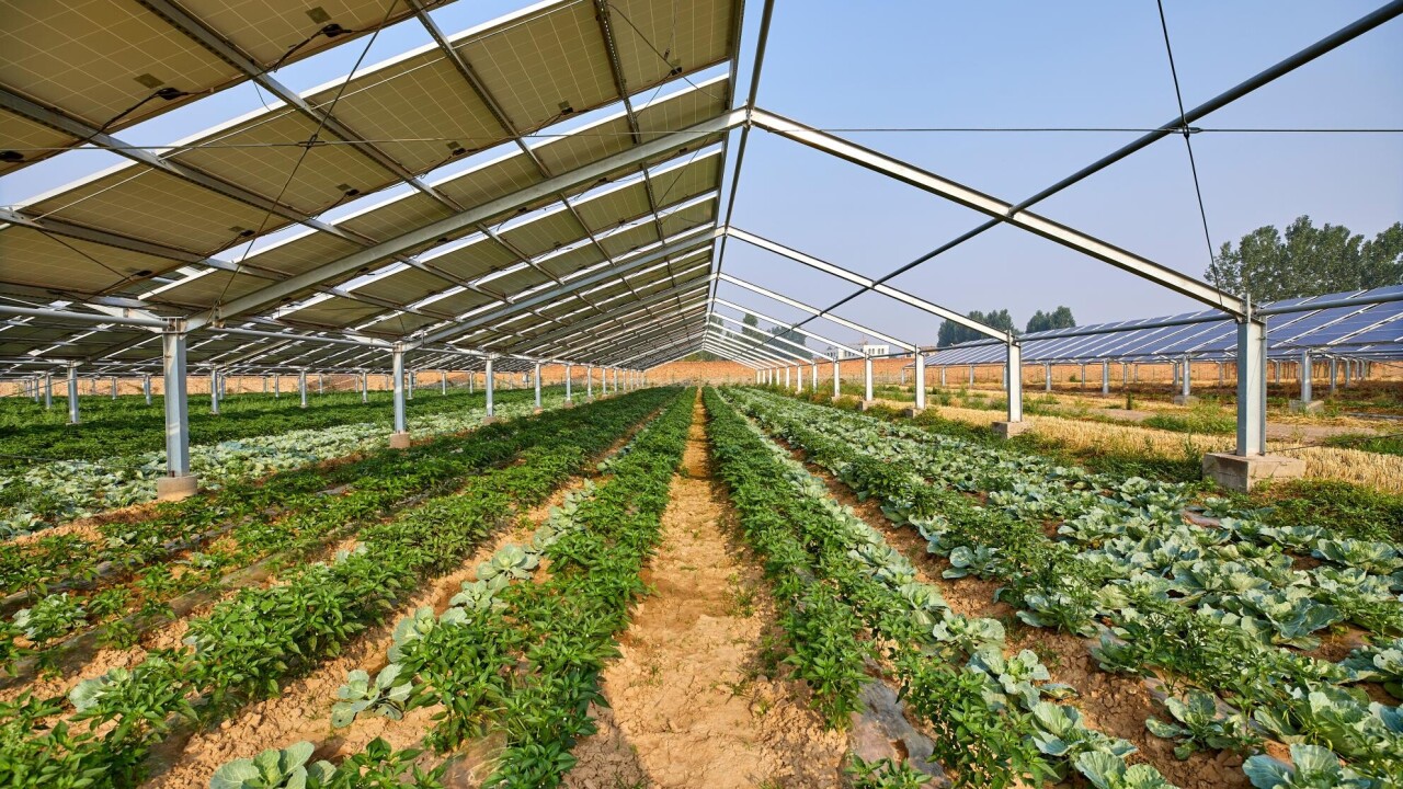 EU backs new project that combines solar power with agriculture