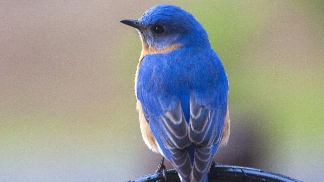 Bluebird-inspired material could boost battery life