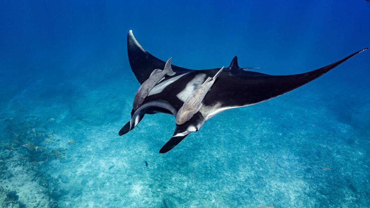 World Ocean Day: Meet 3 tech startups protecting our seas