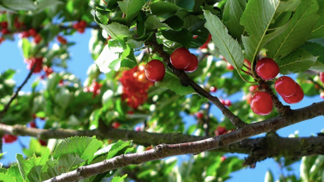 Dutch startup bags fresh funding to tailor orchard farming for every tree