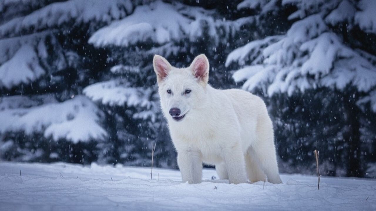 Return of the dire wolf? More like a Colossal case of conservation-washing