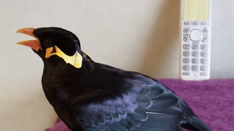 Talking mynah deals bird