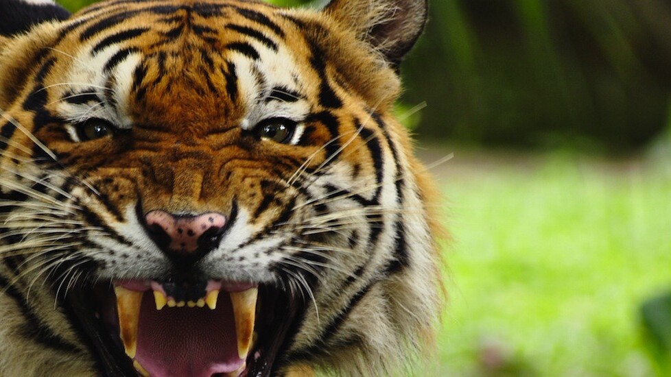 Tiger Pistol taps crowd intelligence to help small firms use Facebook more effectively