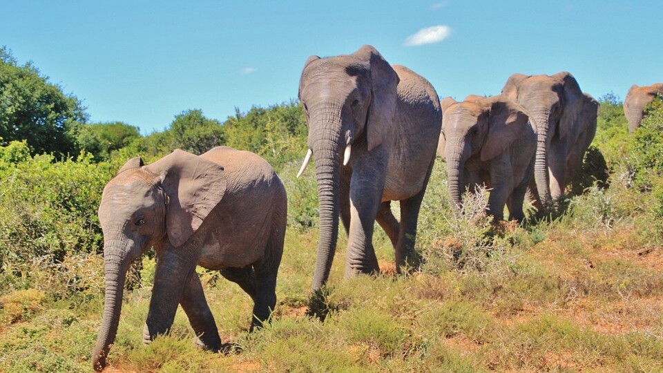 Microsoft co-founder Paul Allen hopes to stop elephant poachers in Afrika using big data