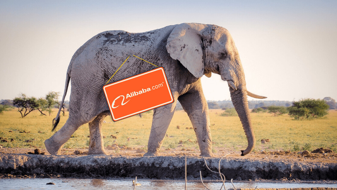September in Africa: Alibaba saves wildlife and Google Partners comes to Nigeria