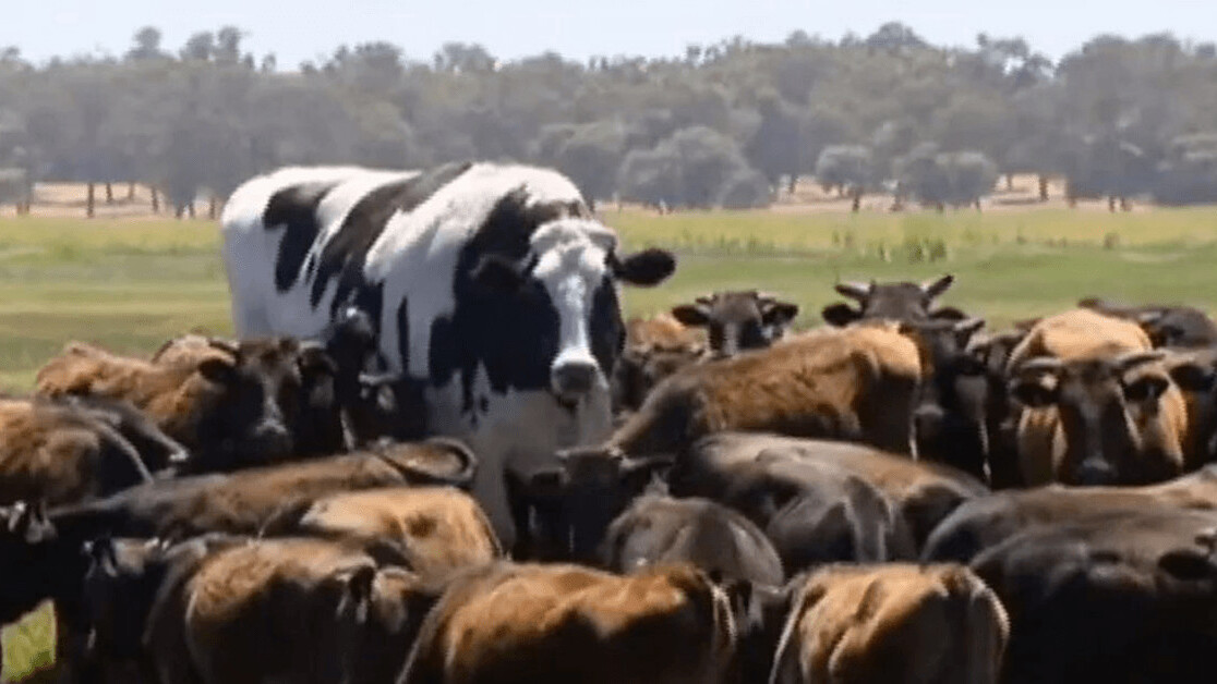 Here’s why Knickers, the famous meme cow, is so big