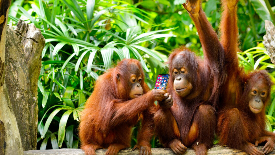Scientists say orangutans can ‘talk’ about the past JUST LIKE US
