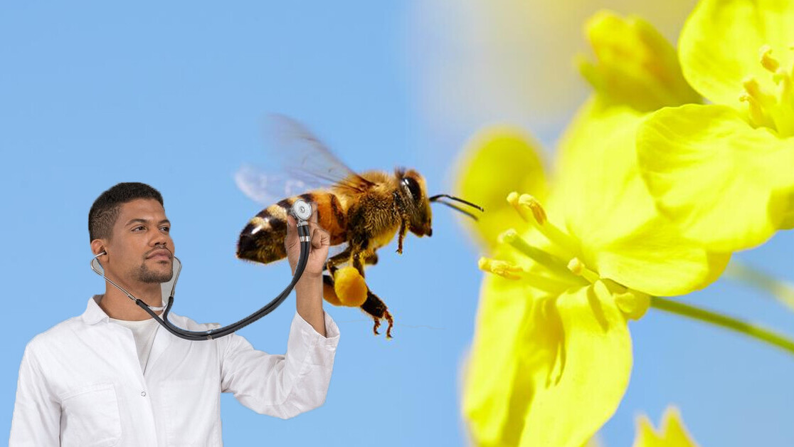 Australian scientists need your help keeping track of exotic bees (please)