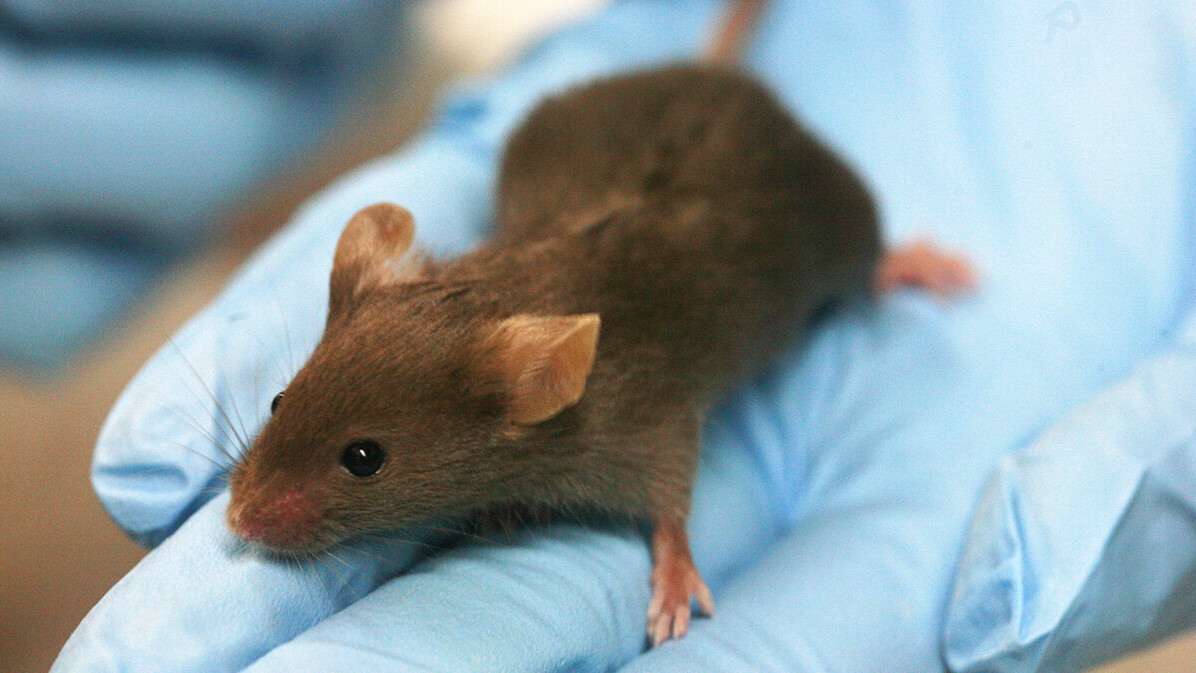 How a theoretical mouse could crack the stock market