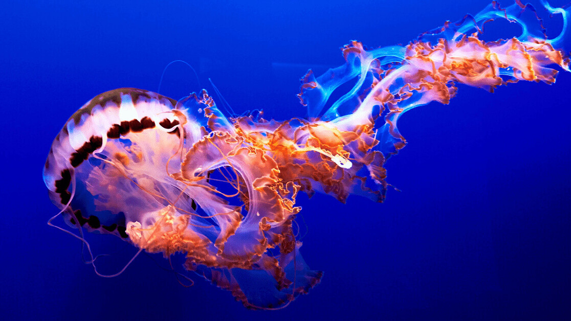 This jellyfish robot can outswim its squishy animal cousin