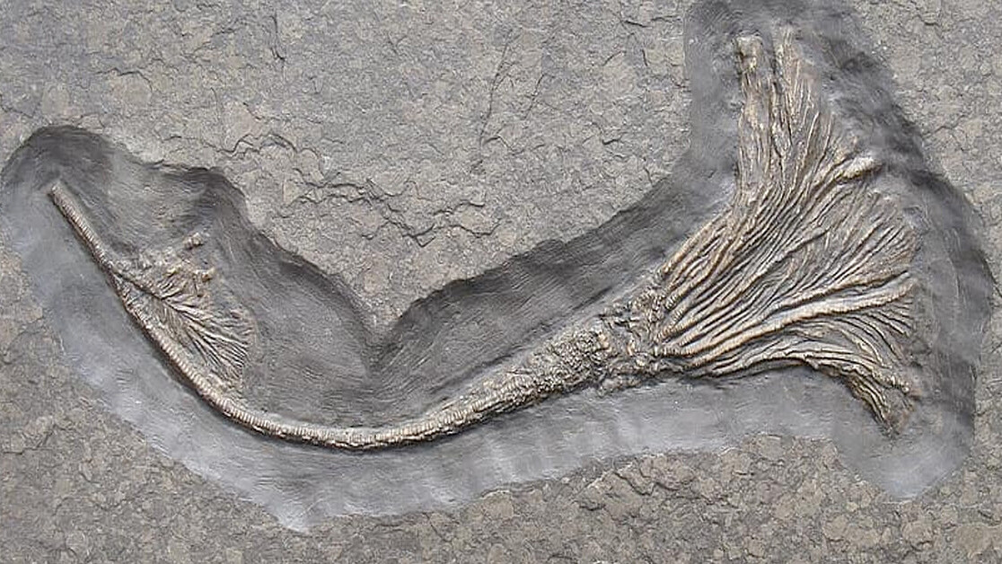 How Jurassic sea creatures spent years crossing oceans on rafts