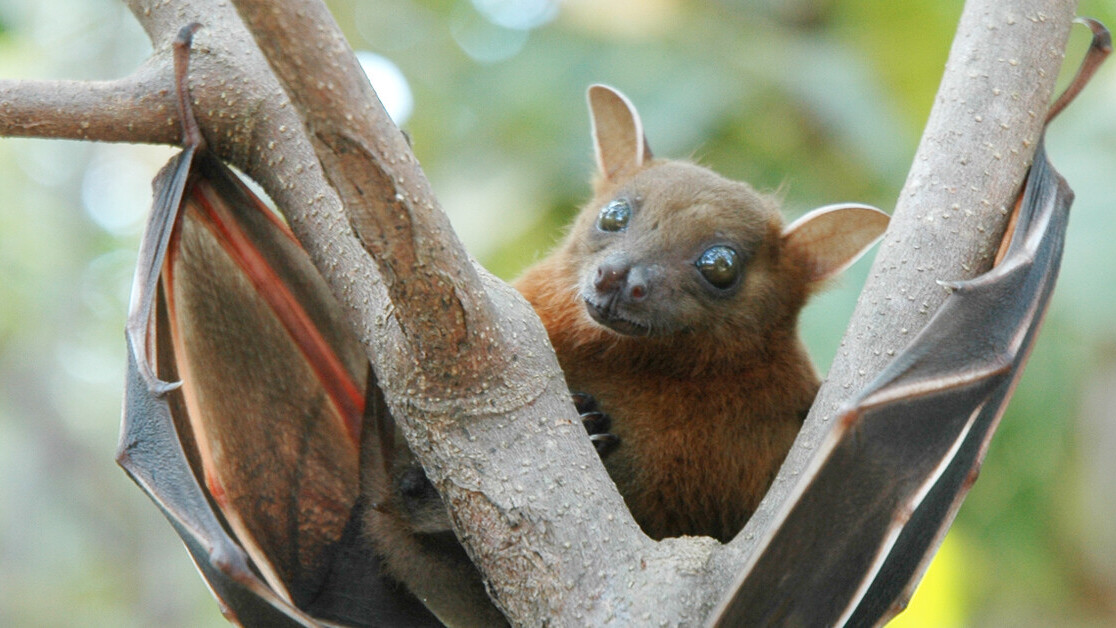 Here’s where scientists think the next epidemic is most likely to start