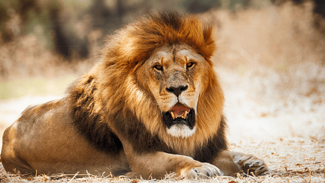 AI discovers that every lion has a unique and trackable roar
