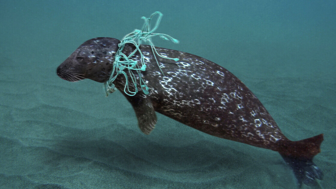 These are the plastic items that kill marine animals most often