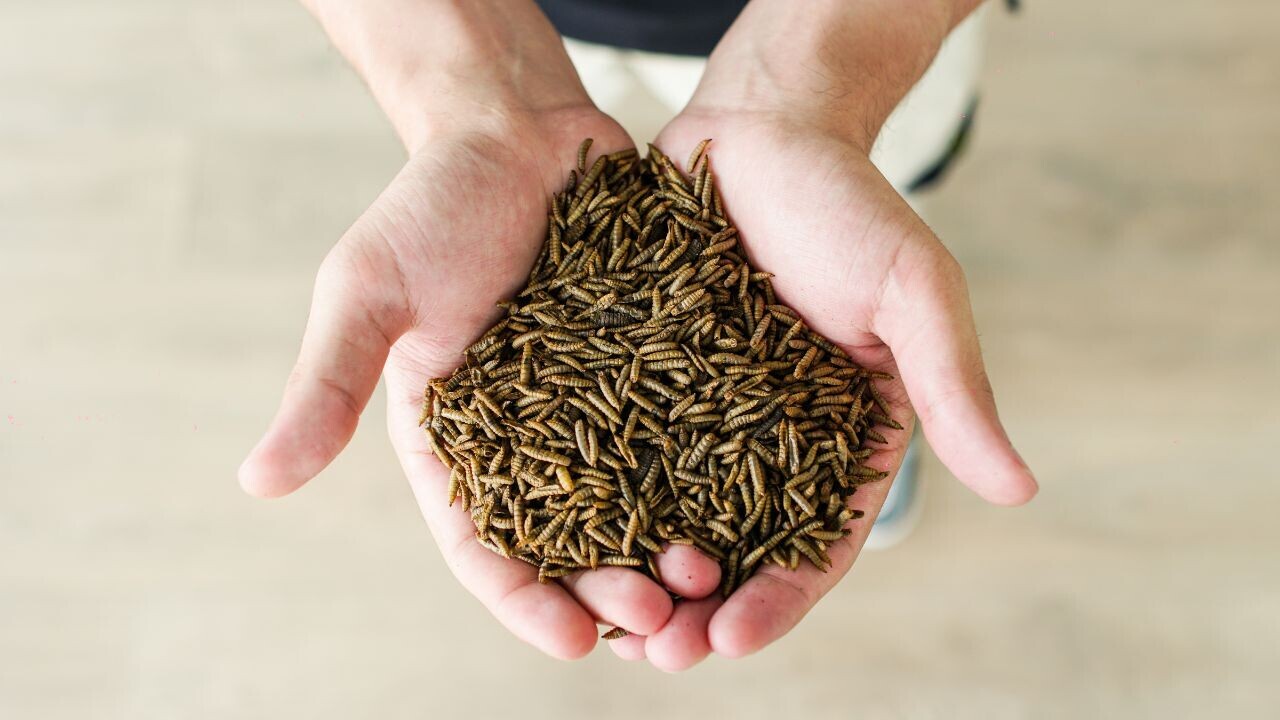 Insect farming startup targets pet food as gateway to human consumption