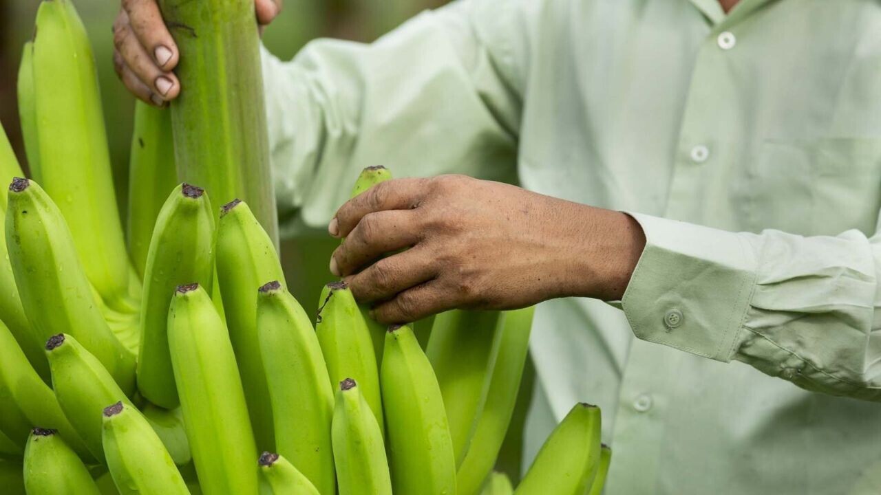 Browning bananas under threat as Philippines approves gene-edited version