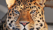 Apple Finally Patches Critical Security Hole in OS X Leopard Featured Image