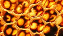 Official: Android 3.0 Honeycomb to be unveiled next Wednesday Featured Image