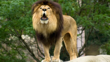 How to Upgrade Your Mac to OS X Lion Featured Image