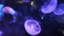 Twitter co-founder Biz Stone’s Jelly is a free, mobile-first product modeled after a jellyfish brain Featured Image