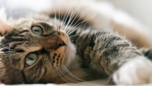 How cat photos can reveal privacy issues with what you share online Featured Image