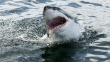 Grooveshark partners with startup community F6S to offer deals to their members Featured Image