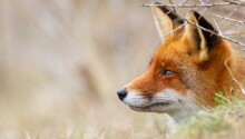 DataFox’s service for tracking private company data goes into beta Featured Image