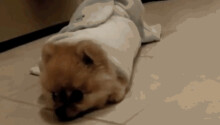 Dogs on demand: Openpuppies gives you cute GIFs when you most need them Featured Image