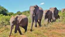 Microsoft co-founder Paul Allen hopes to stop elephant poachers in Afrika using big data Featured Image