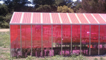 These pink greenhouses generate electricity and improve plant growth Featured Image