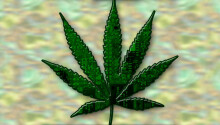 Cannabis is more effective at preventing and treating COVID-19 than hydroxychloroquine