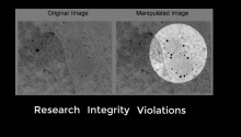 Meet the people busting scientists who fake images in research papers Featured Image