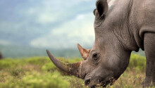 South Africa’s first legal online rhino horn auction totally failed Featured Image